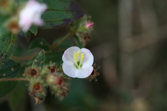 Osbeckia cupularis